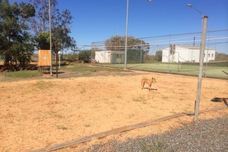 remote site location dingo sand accommodation picture photo image